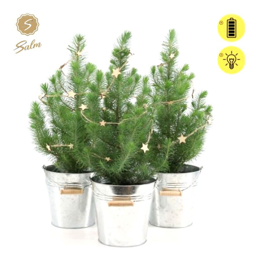 Pinus pinea 'Silver Crest' P17 in Zinc Old-Look + Starlight, D 19 cm