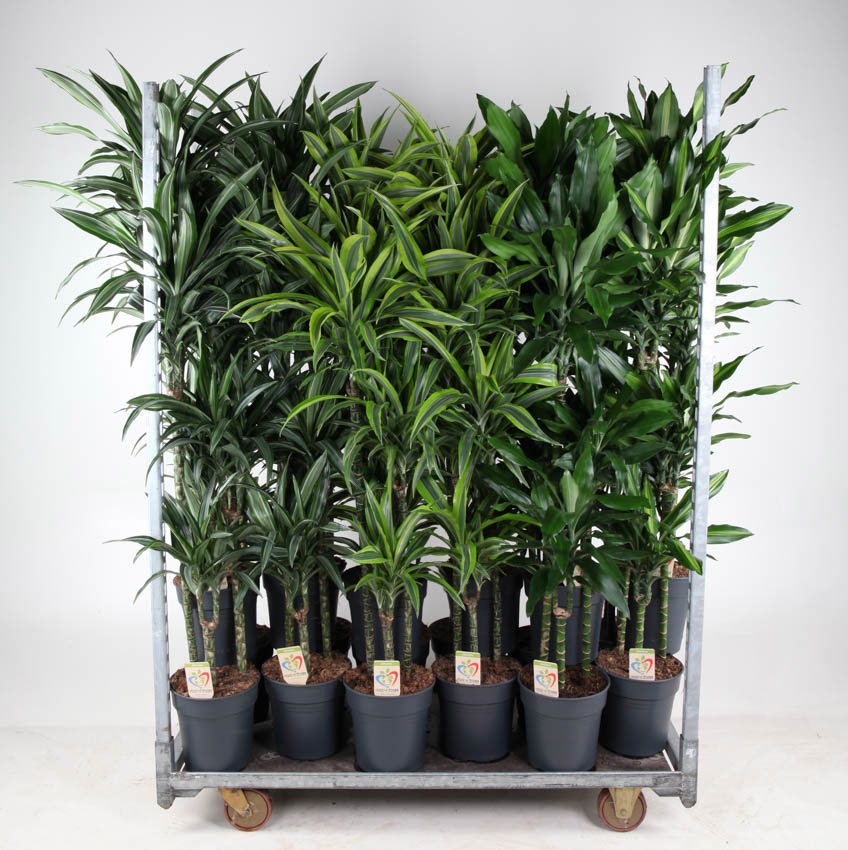 Mix Winter Promo 07, D 24