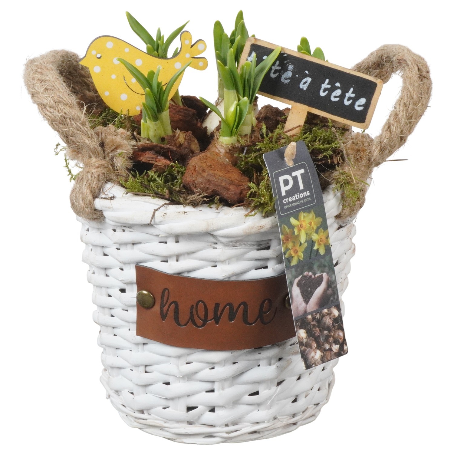 PTN8647 Arrangement Narcissus in rieten mand, D 16