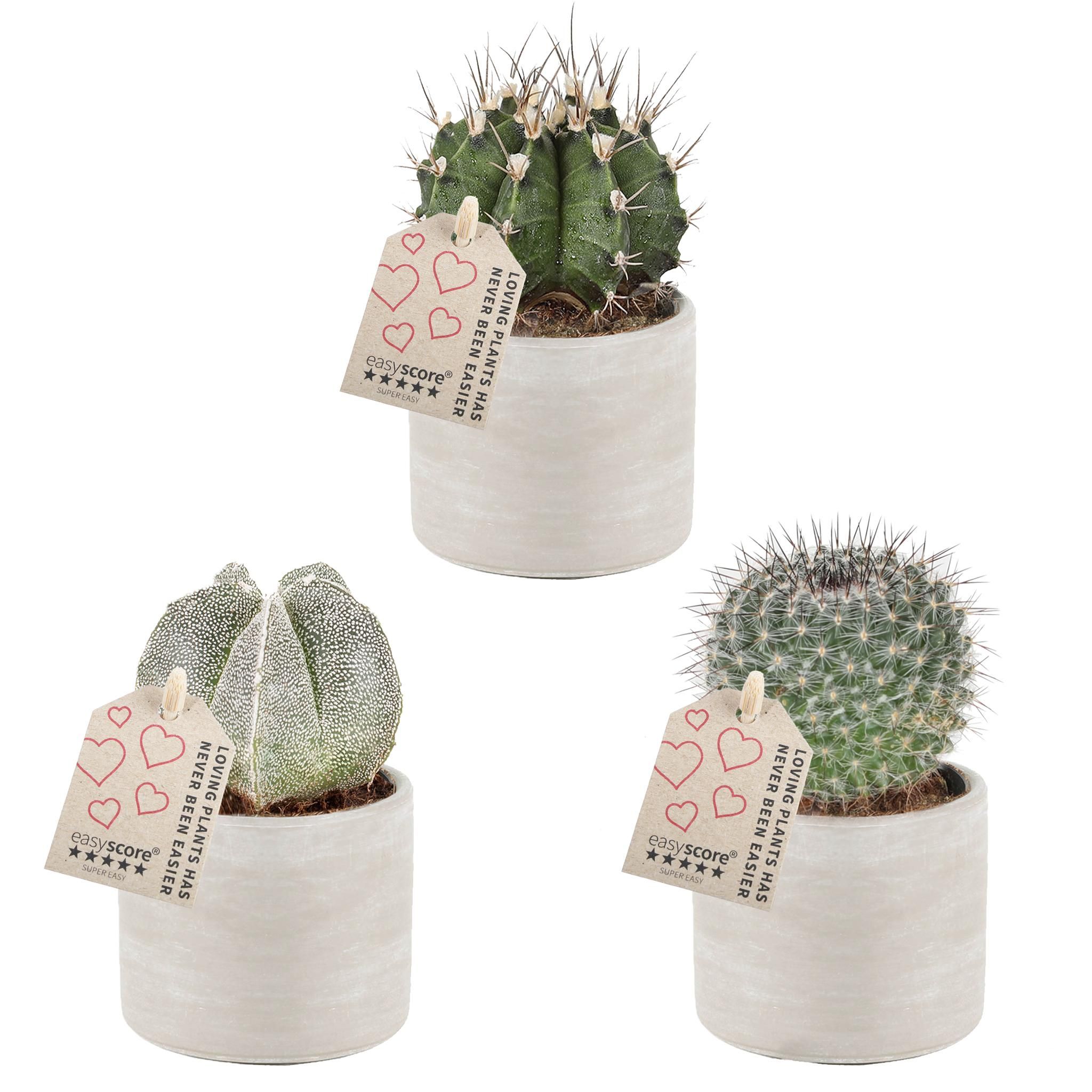 Raw Grey, Cactus Special Mix, D 7