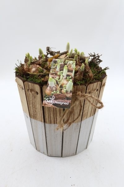 Narcis, bak van houten latjes M, D 20