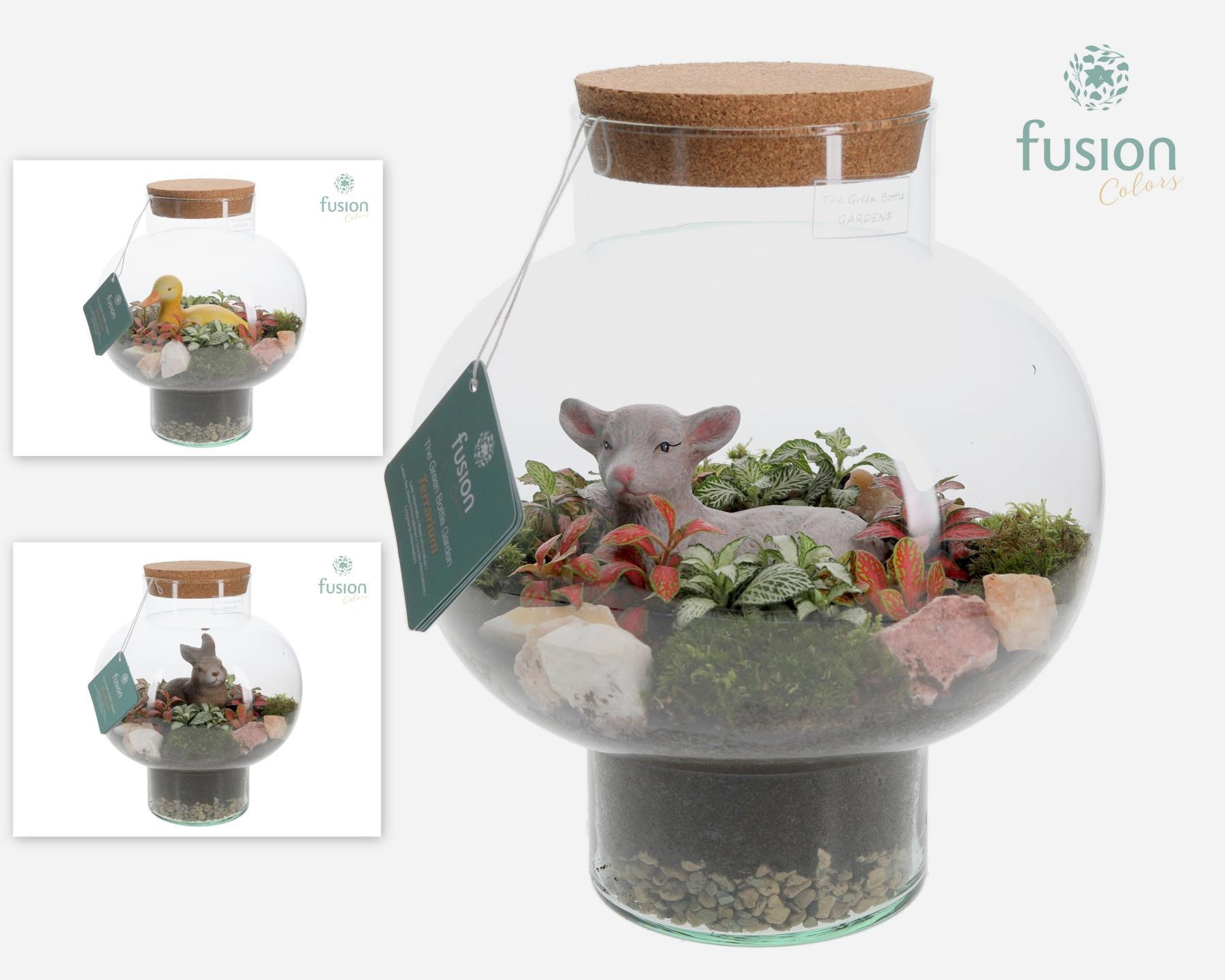 Green Bottle Laura Medium met Passen Terrarium arrangement, D 26