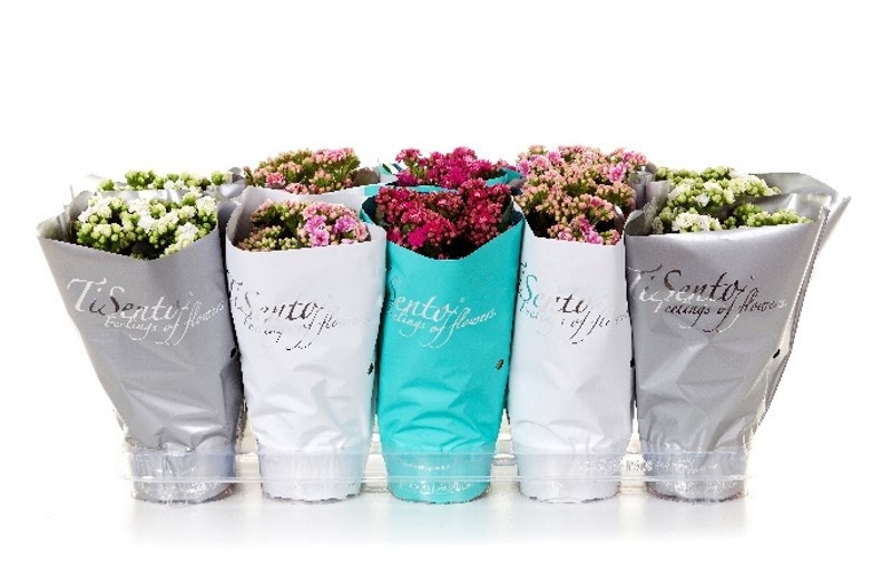 Calandiva New year's mix, D 12