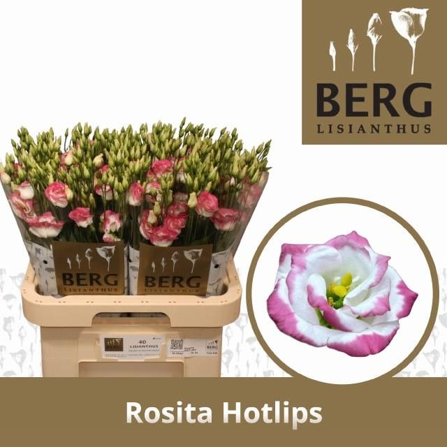 Эустома Розита Хот Липс 70 (бел.-роз.), шт.