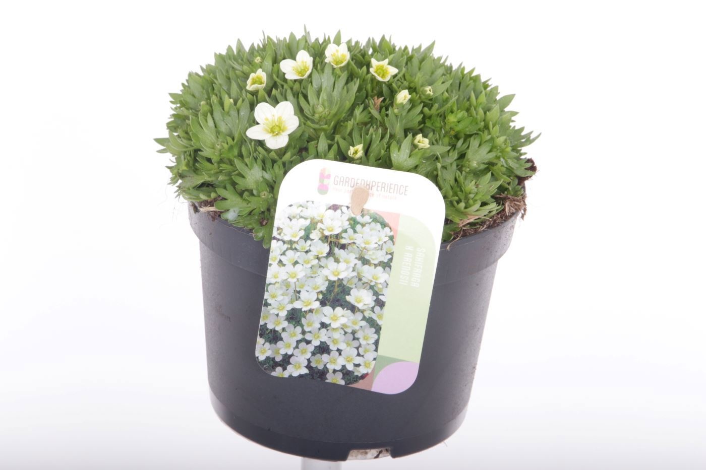 Saxifraga Alpino white, D 13