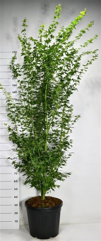 Acer pal. 'Going Green', D 48