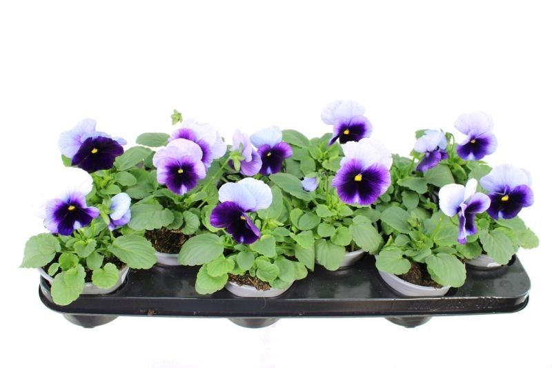 Viola witt. Delta Beaconsfield, D 11 cm