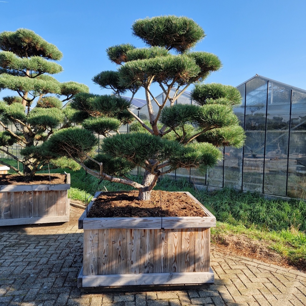 Pinus sylvestris 'Norsky', D 120 cm