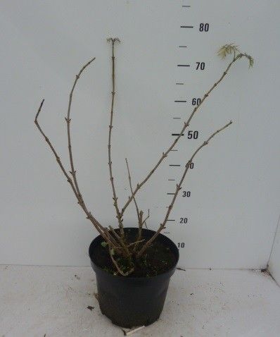 Sambucus nigra 'Golden Tower' ®, D 27