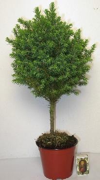 PICEA GLAUCA 'PERFECTA', D 13 cm