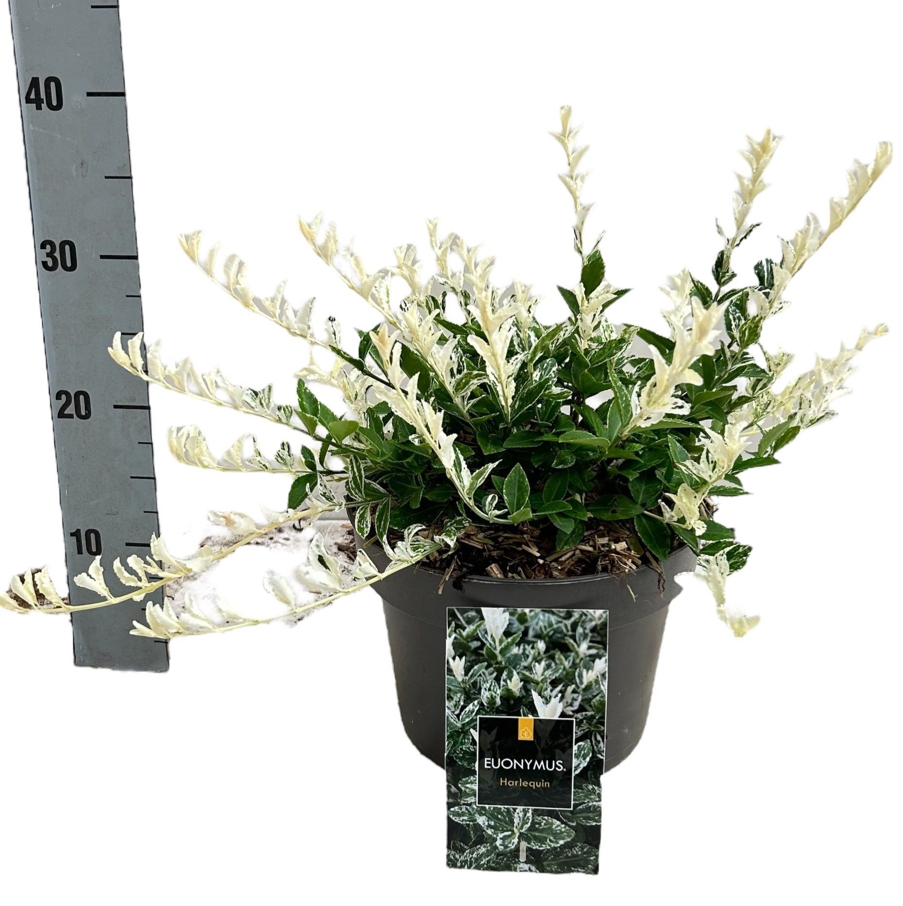 Euonymus fortunei 'Harlequin' C5, D 23