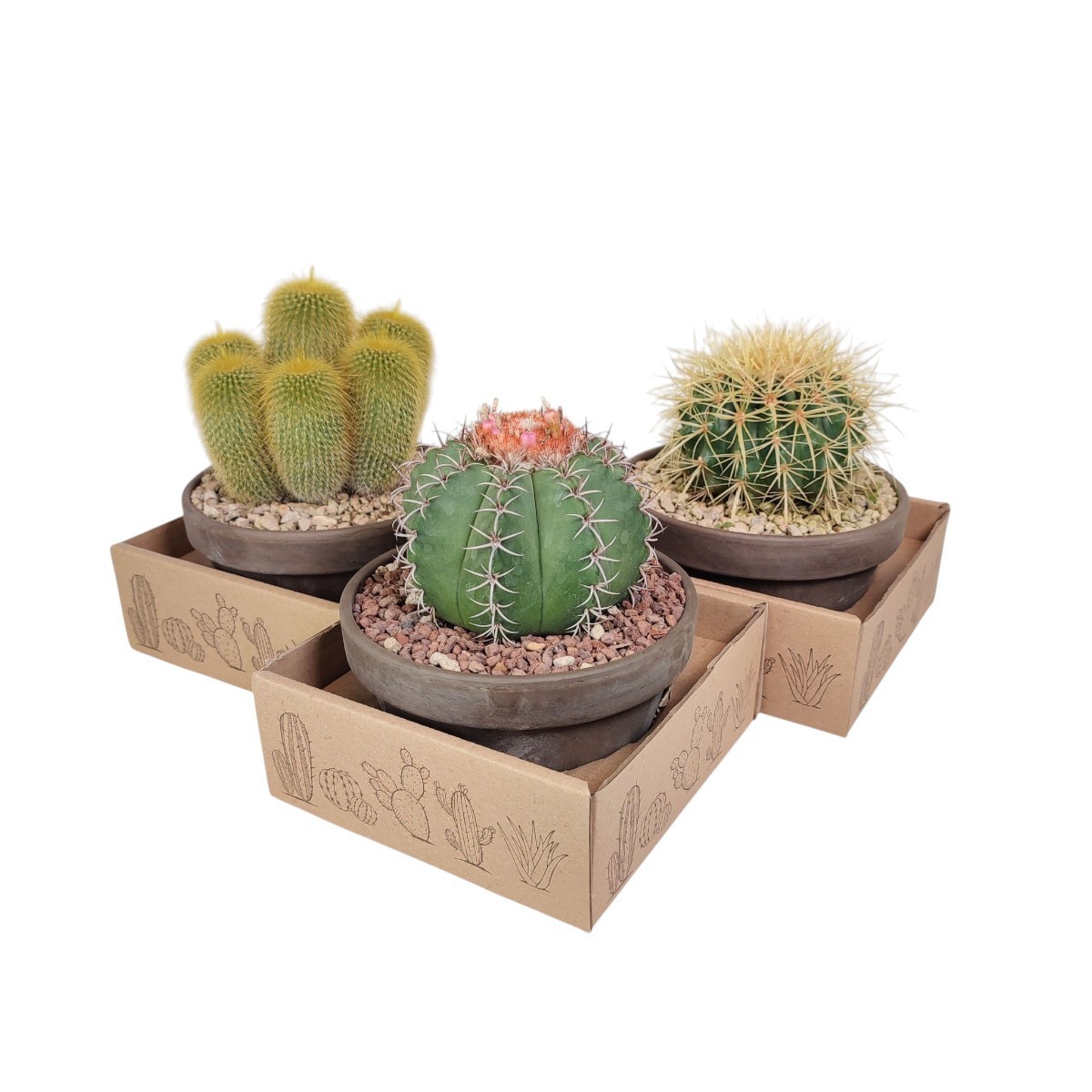 MIX CACTUS IN TERRACOTTA BOWL Ø 15 - CARDBOARD BOX 15X15 CM (CACTUS), D 15