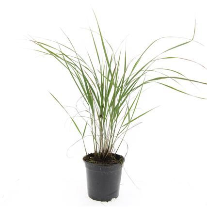 Calamagrostis acut. 'Karl Foerster', D 14 cm