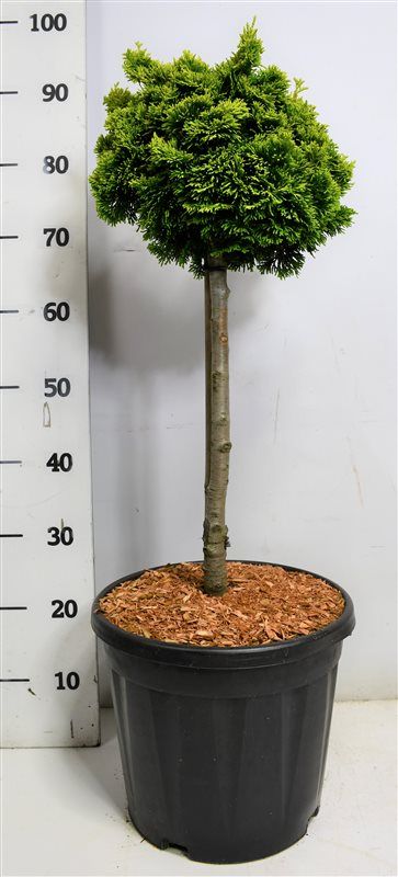 Chamaecyparis o. 'Nana Aurea', D 32
