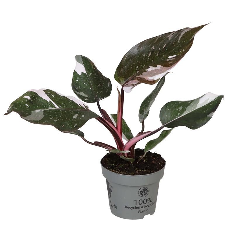 PHILODENDRON-HYBRID RED ANDERS, D 12 cm