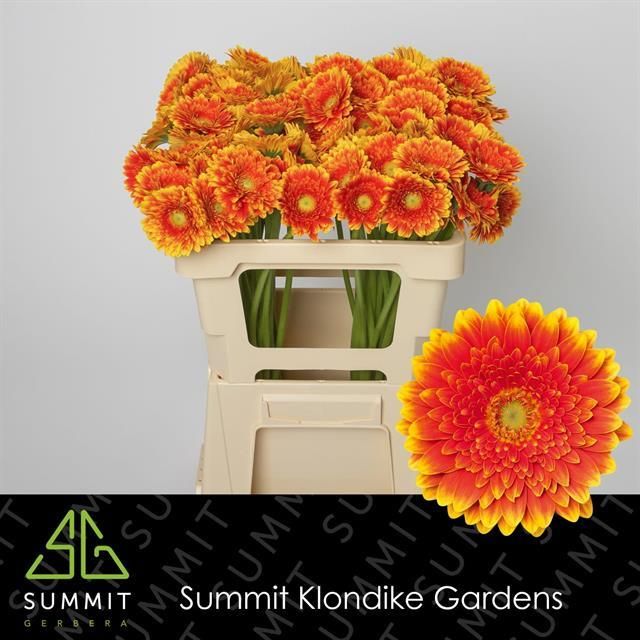 Гермини Фрэнки, шт.