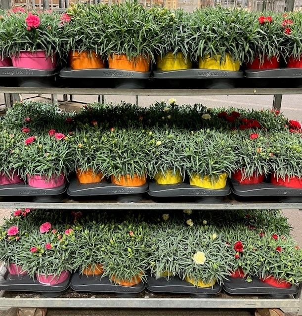 Dianthus Mix Color-17/30, D 17