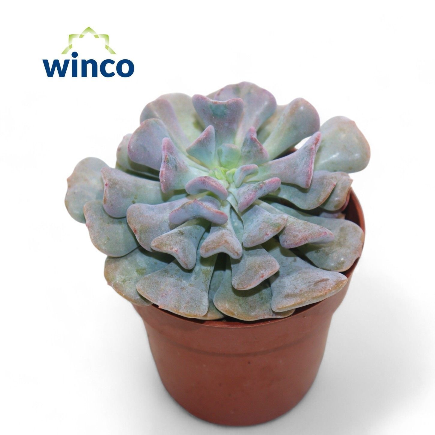 Echeveria Cubic Frost, D 8,5