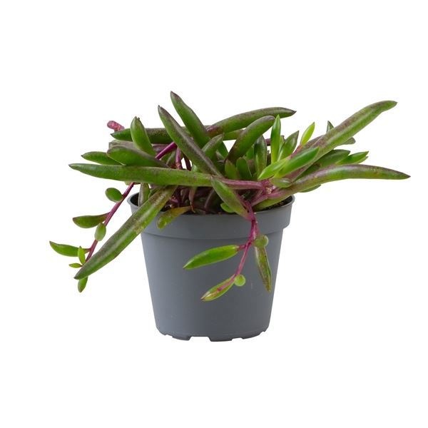 Senecio Purple Flush, D 6 cm Senecio Purple Flush, D 6 cm