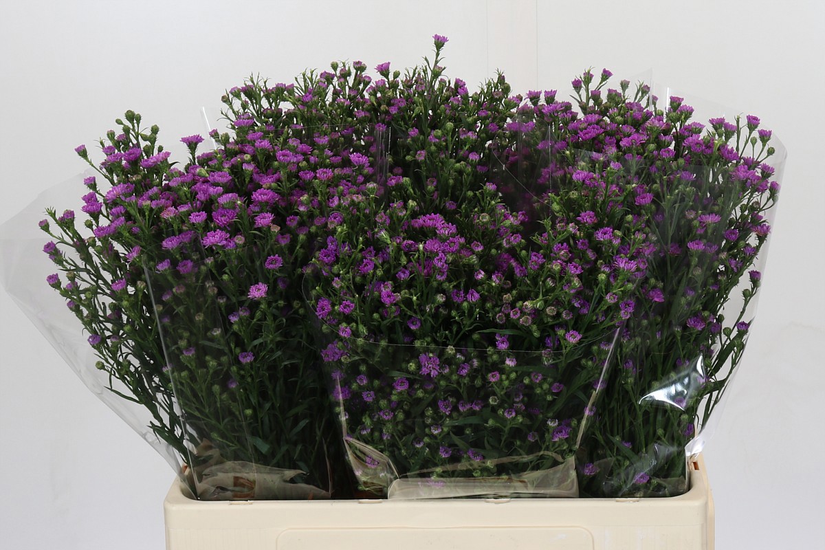 Астер Асти Мини Бэби Пинк 60, шт.