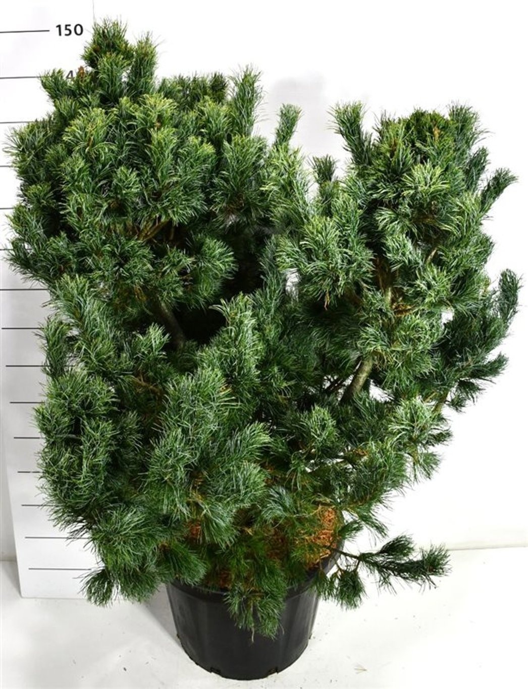 Pinus parv. 'Schoon's Bonsai', D 48