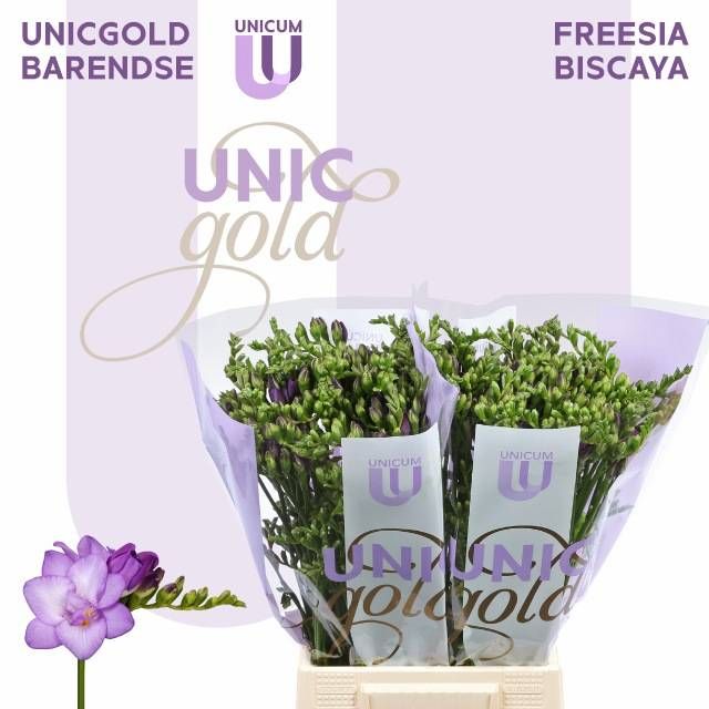 Фрезия дв. Бискайя 50, шт.