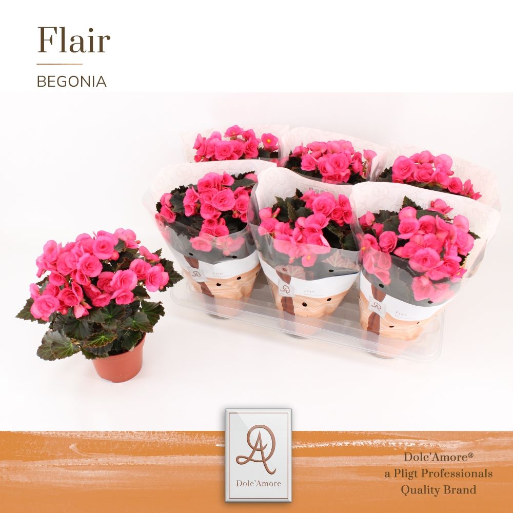 Begonia Adonia P14 Dolc'Amore® Flair, D 14