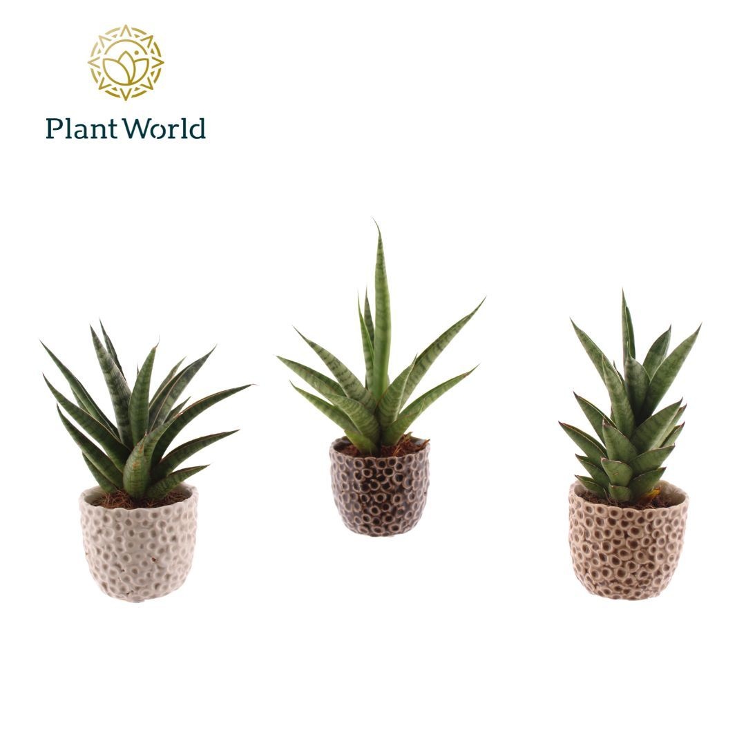 Sansevieria luxe mix in pot Lizzy, D 7 cm