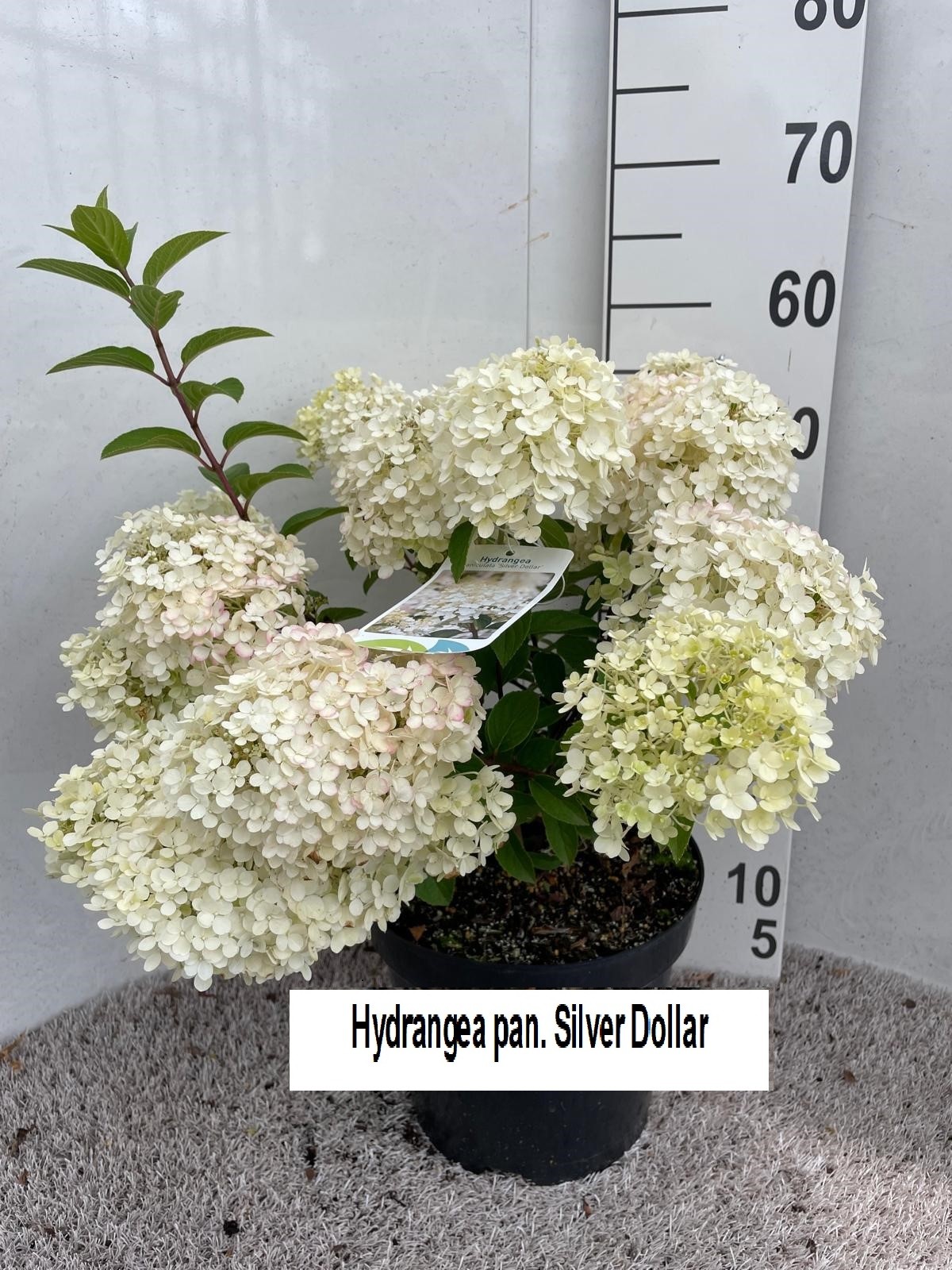 Hydrangea pan. Silver Dollar 60 cm P26, D 26 cm