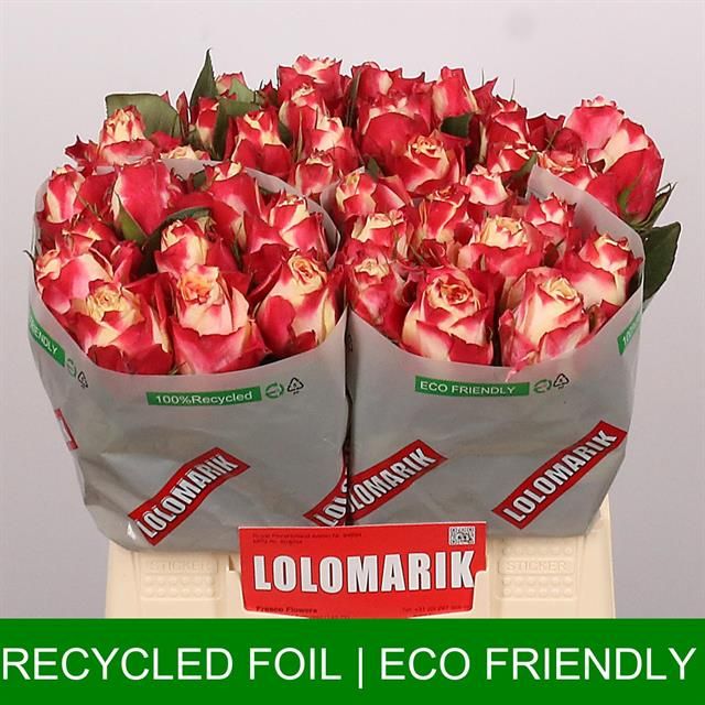 Роза од. Чапю 40, шт.