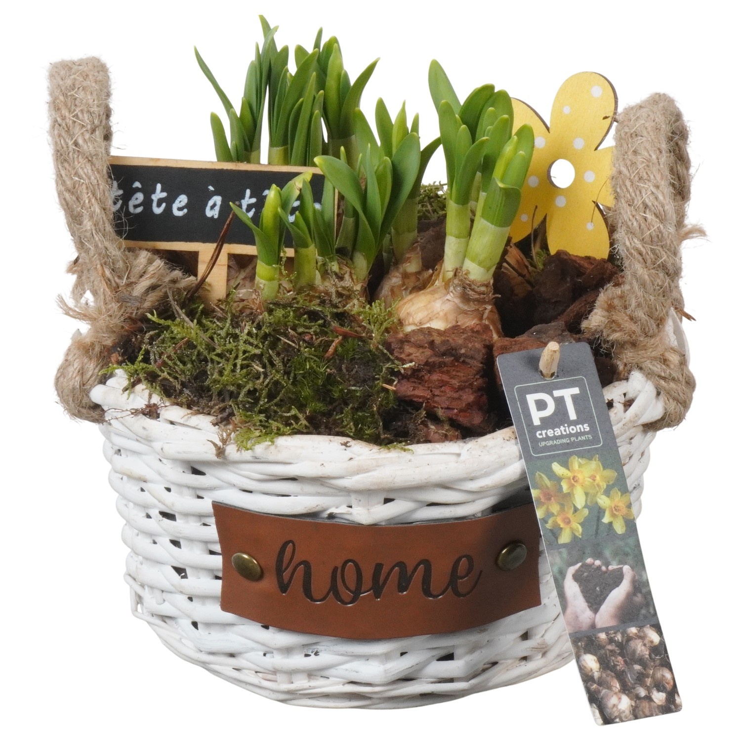 PTN8648 Arrangement Narcissus in rieten mand, D 19