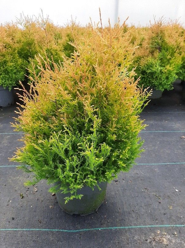 Thuja occ. Rheingold, D 19