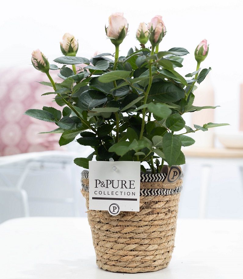 Rosa light pink in P&PURE Basket, D 12