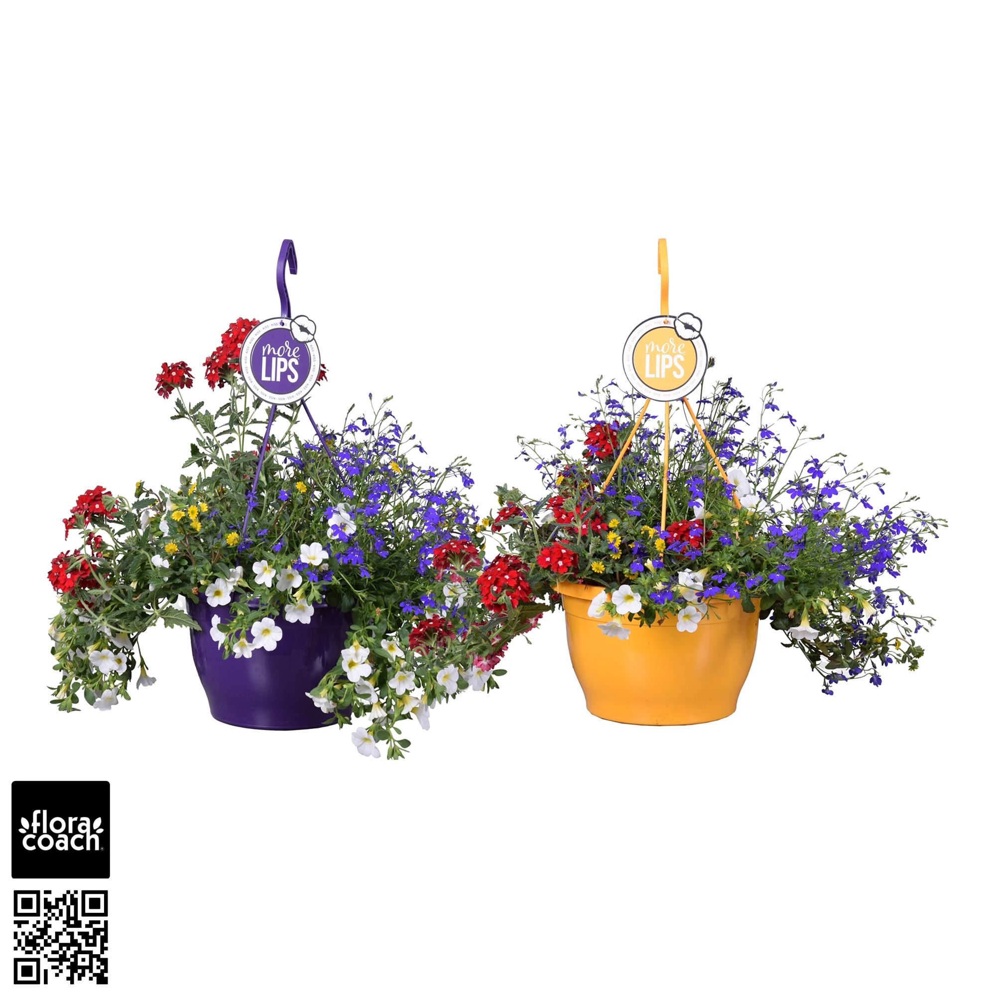 MoreLIPS® Combo 4 soorten pp, D 25