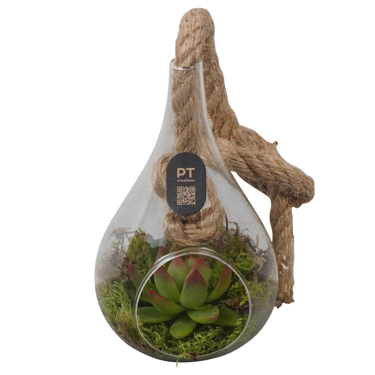 PTIG2700 Arrangement Indoor in glazen vaasje, D 9