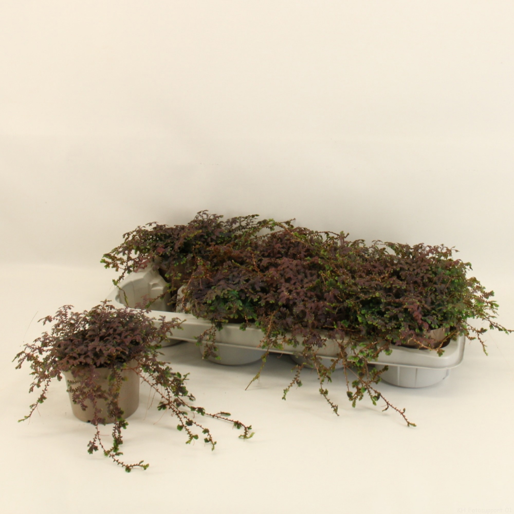 Selaginella 'Patina', D 12 cm