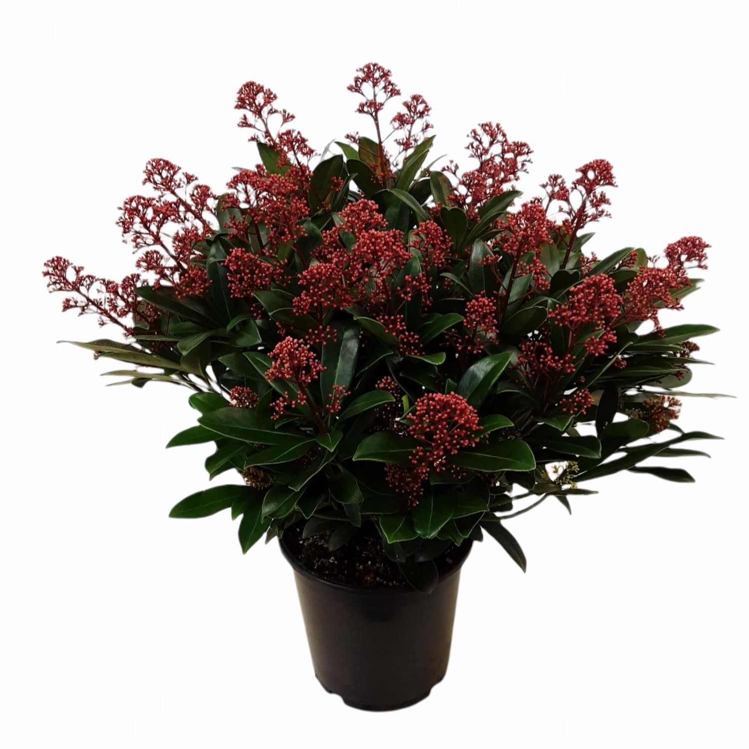 Skimmia jap 'Rubella' 19cm 50+ bloem, D 19