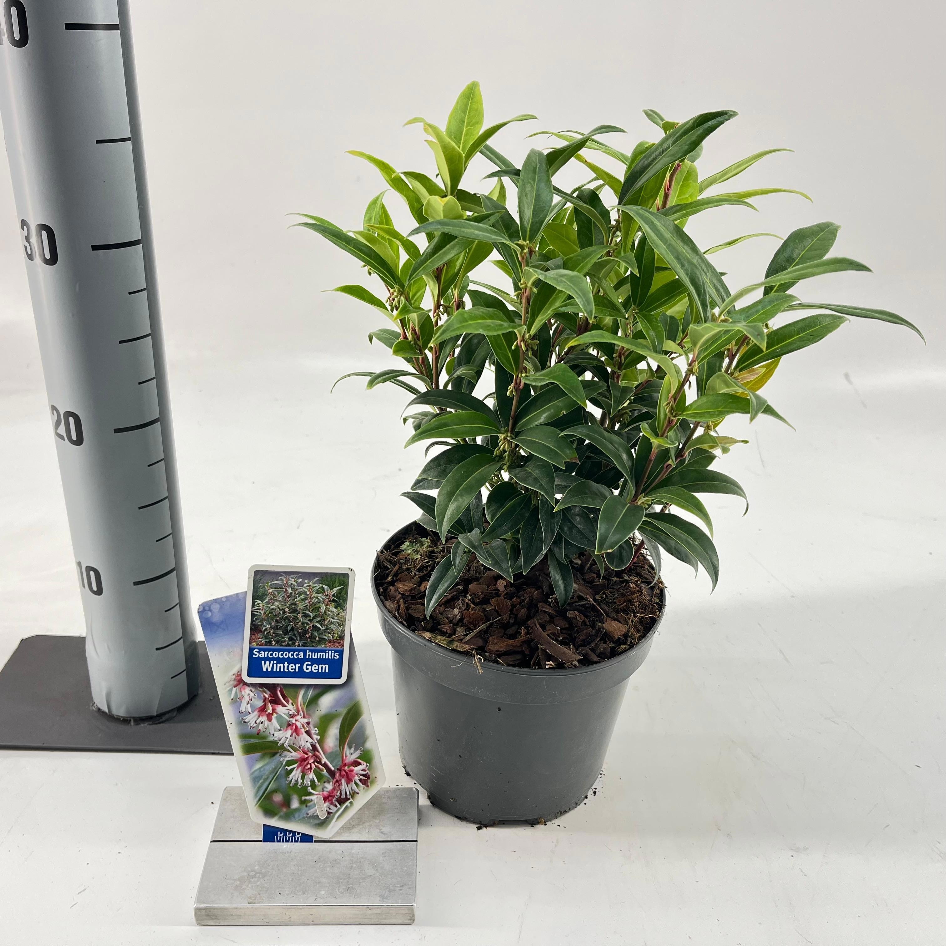 Sarcococca hookeriana Winter Gem ('Pmoore03'PBR), D 17 cm Sarcococca hookeriana Winter Gem ('Pmoore03'PBR), D 17 cm