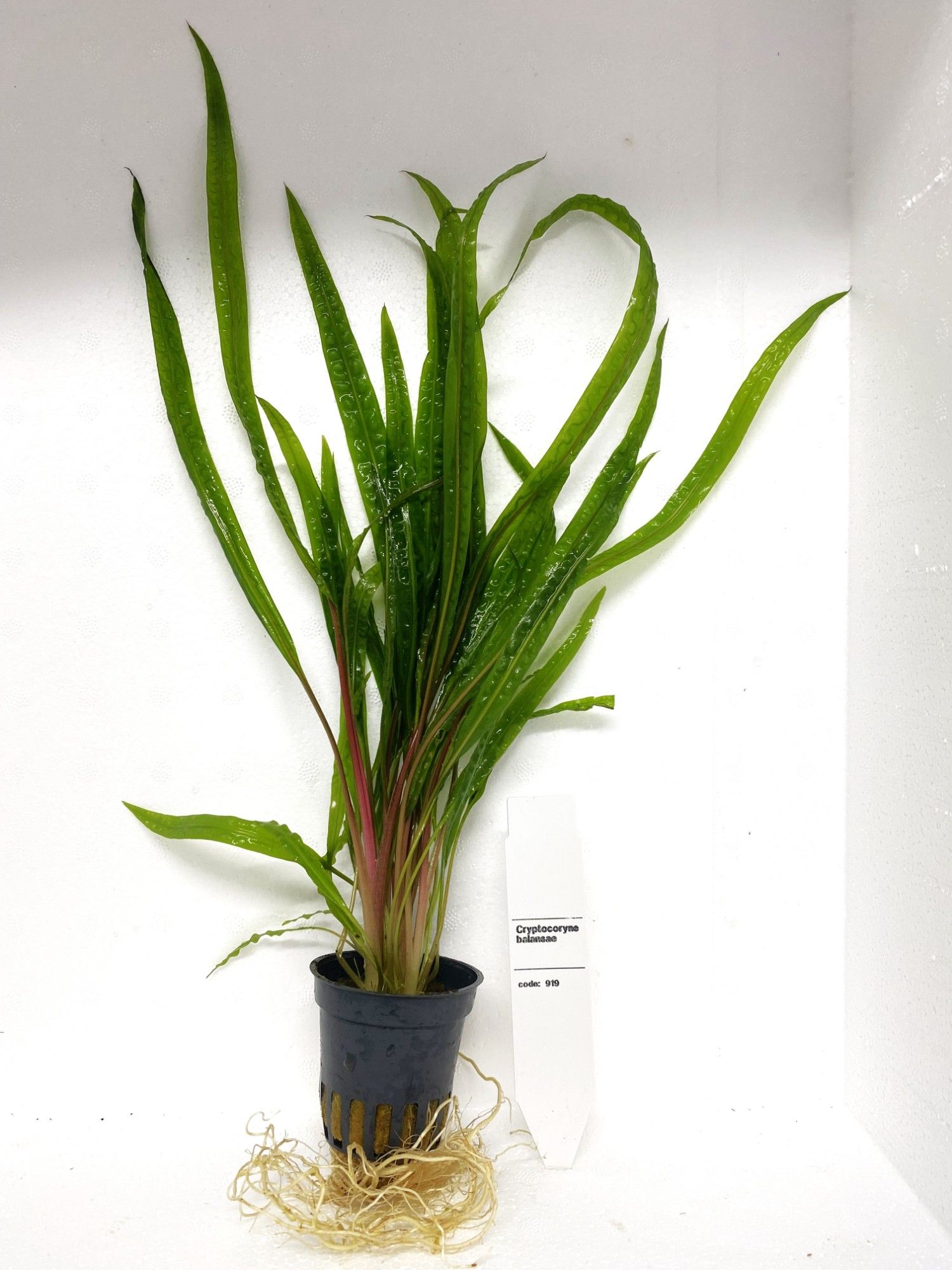 Cryptocoryne balansae, D 5