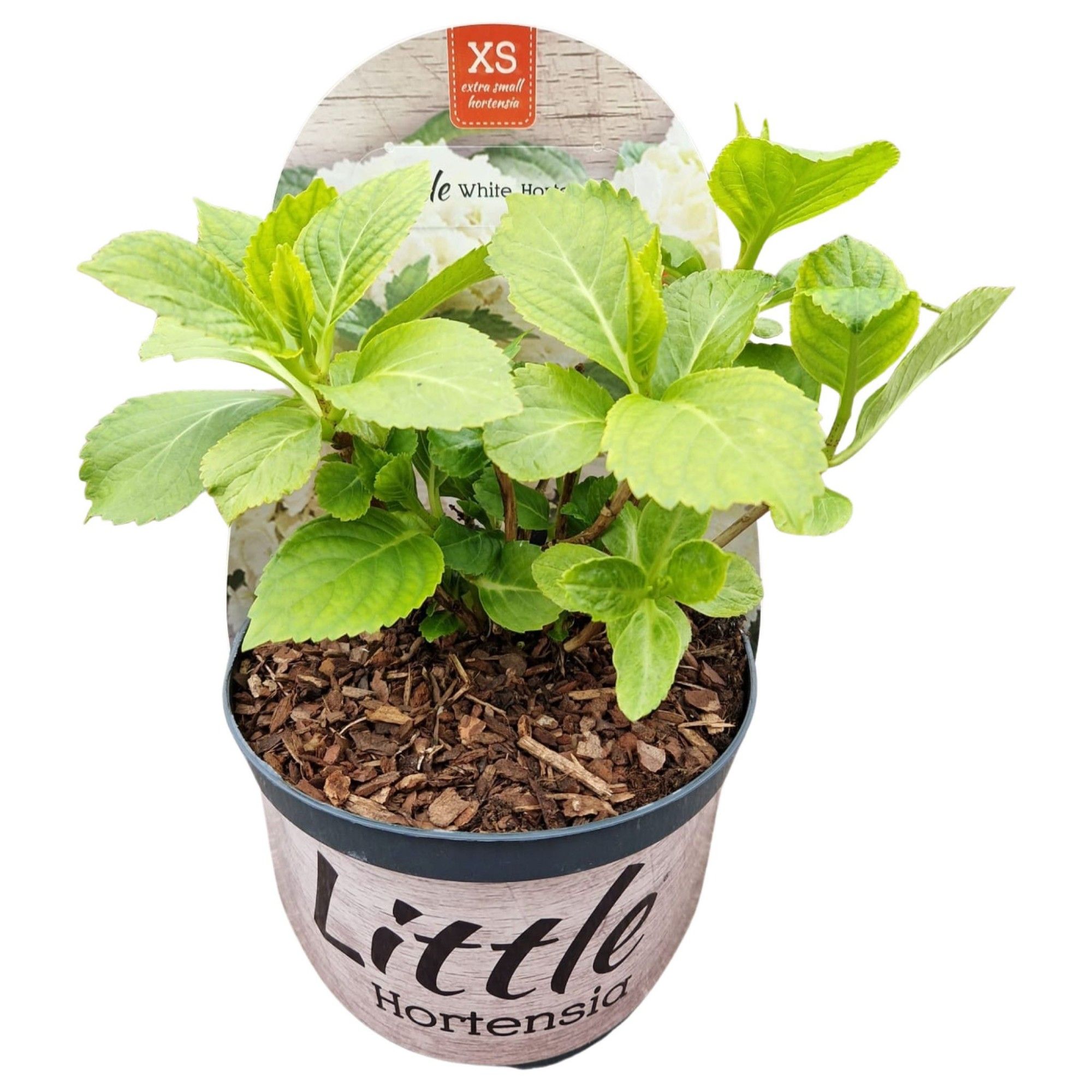 Hydrangea macr. 'Little XS White' POTCOVER, D 17