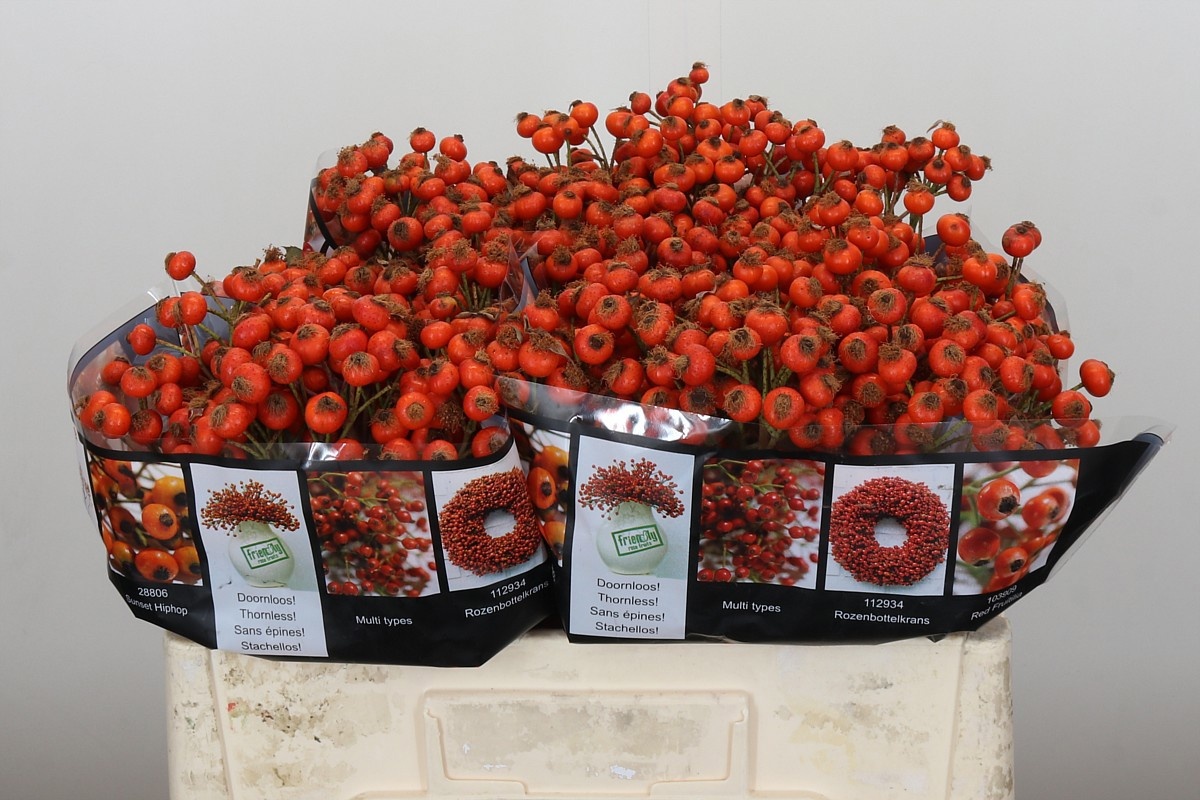 Рузботель Хипхоп Сансет 50, шт.