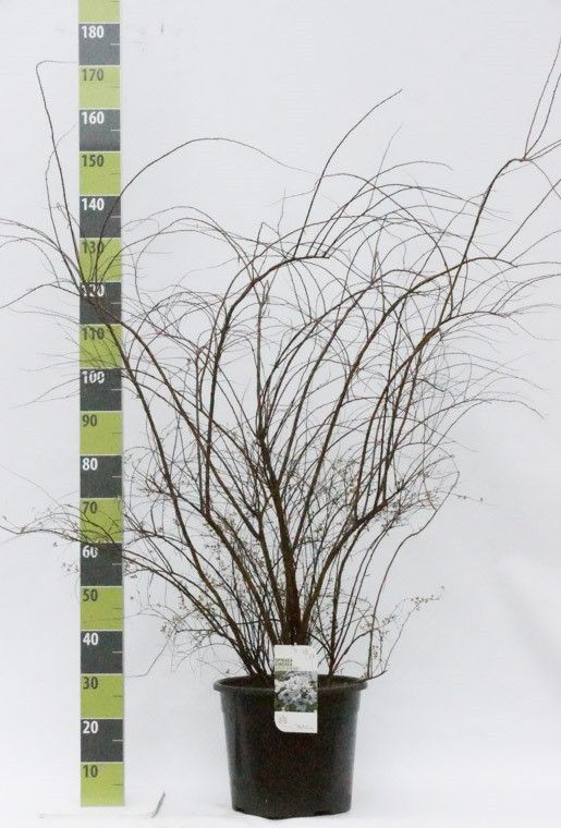 Spiraea cinerea 'Grefsheim' C 20, D 36