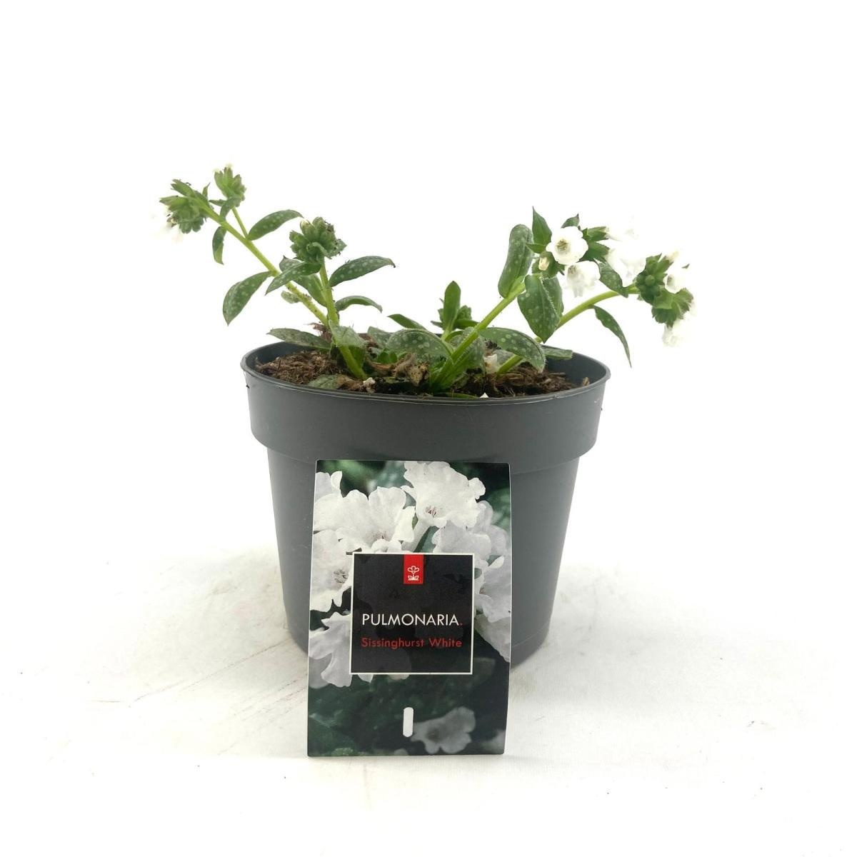 Pulmonaria off. 'Sissinghurst White, D 17