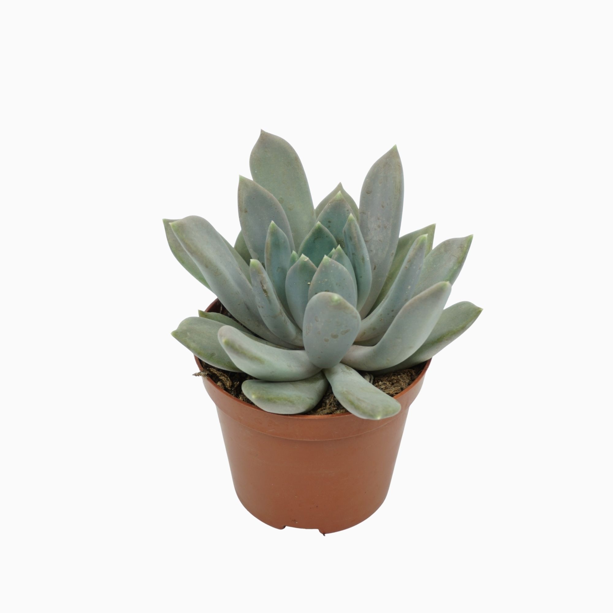 Pachyveria draco 8,5 cm, D 8,5 cm