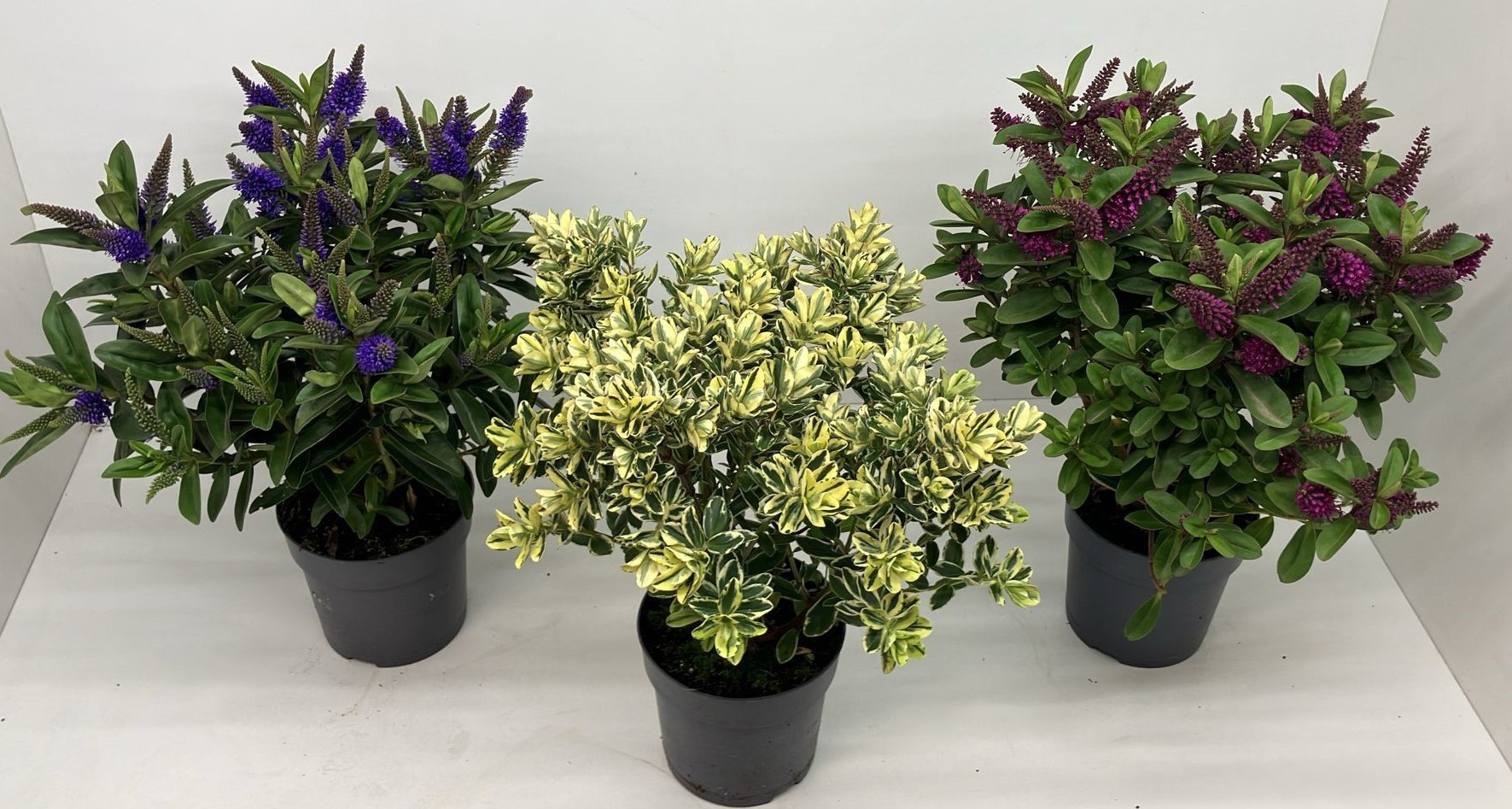 826 ADC : P13 Hebe mix Groen Bont, D 13