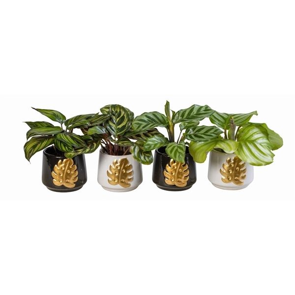 L 66157 With Calathea Mix 6 cm, D 6 cm L 66157 With Calathea Mix 6 cm, D 6 cm