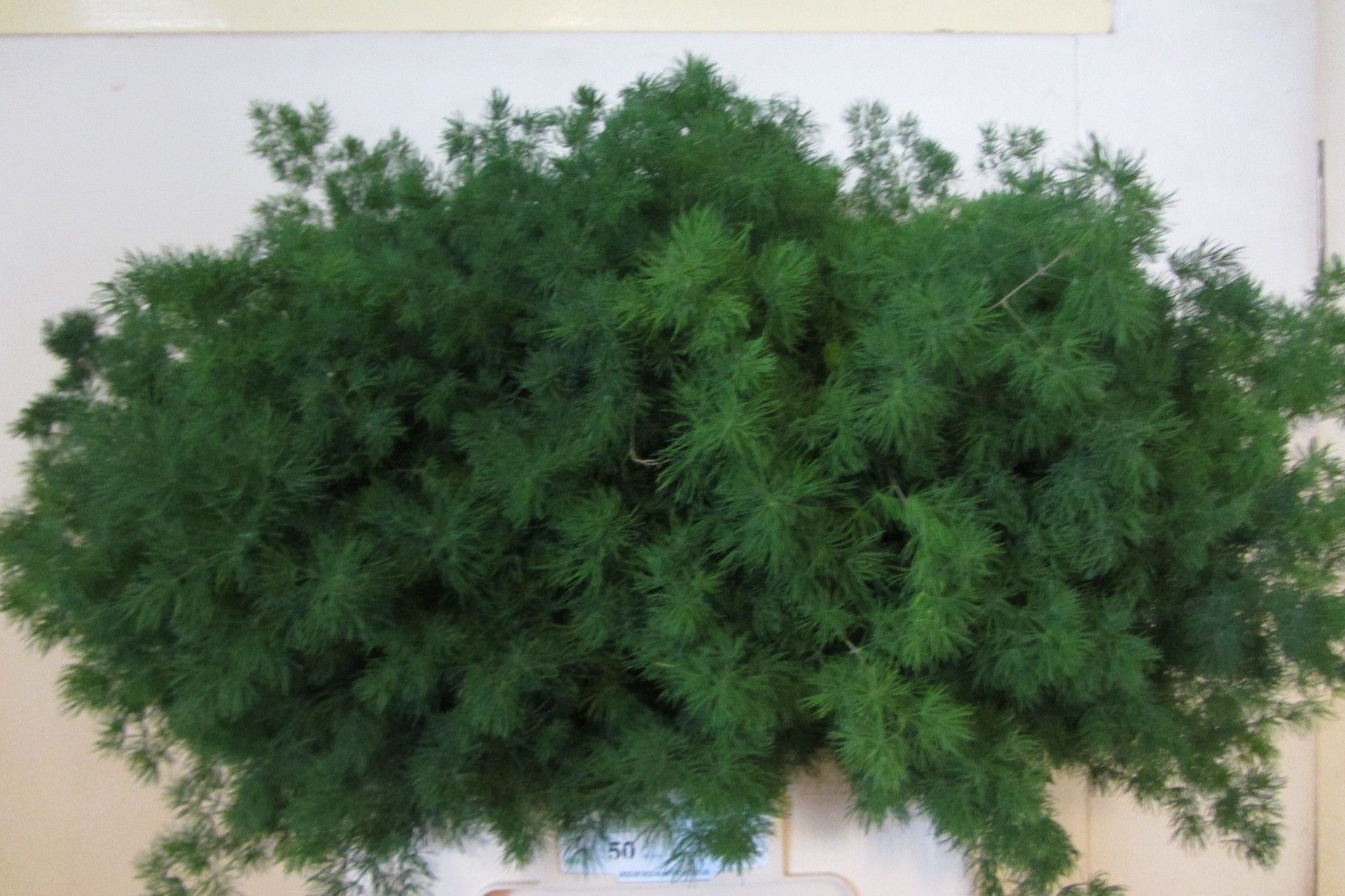 Аспарагус Умбелатус 70, шт.