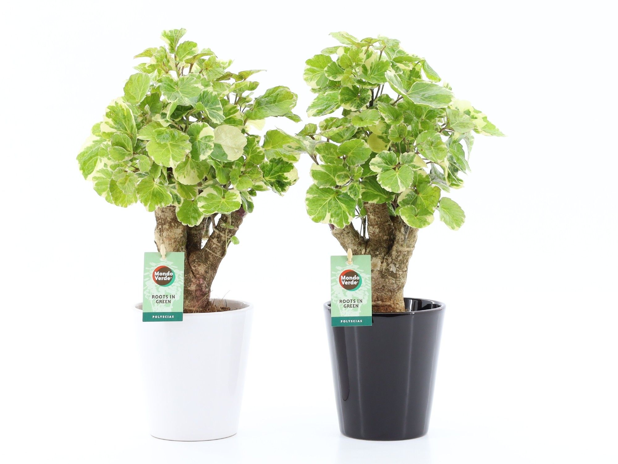 Polyscias Balfouriana in Zwart & Wit keramiek, D 13