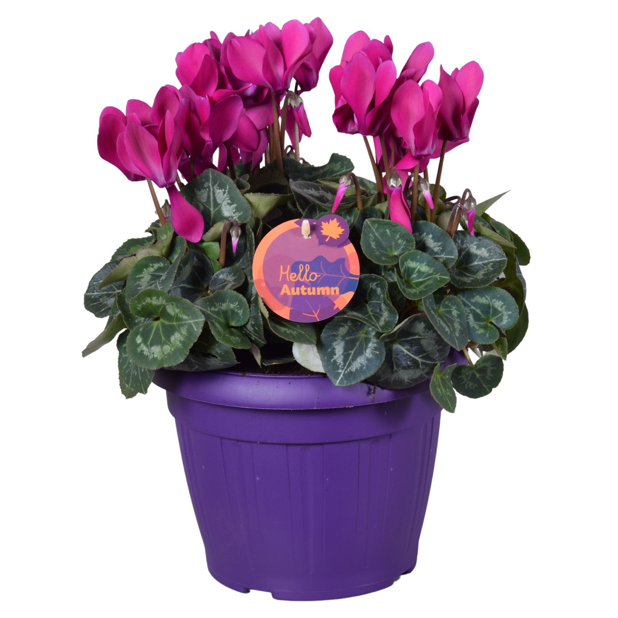 Cyclamen in Patiopot paars ton sur ton, D 22