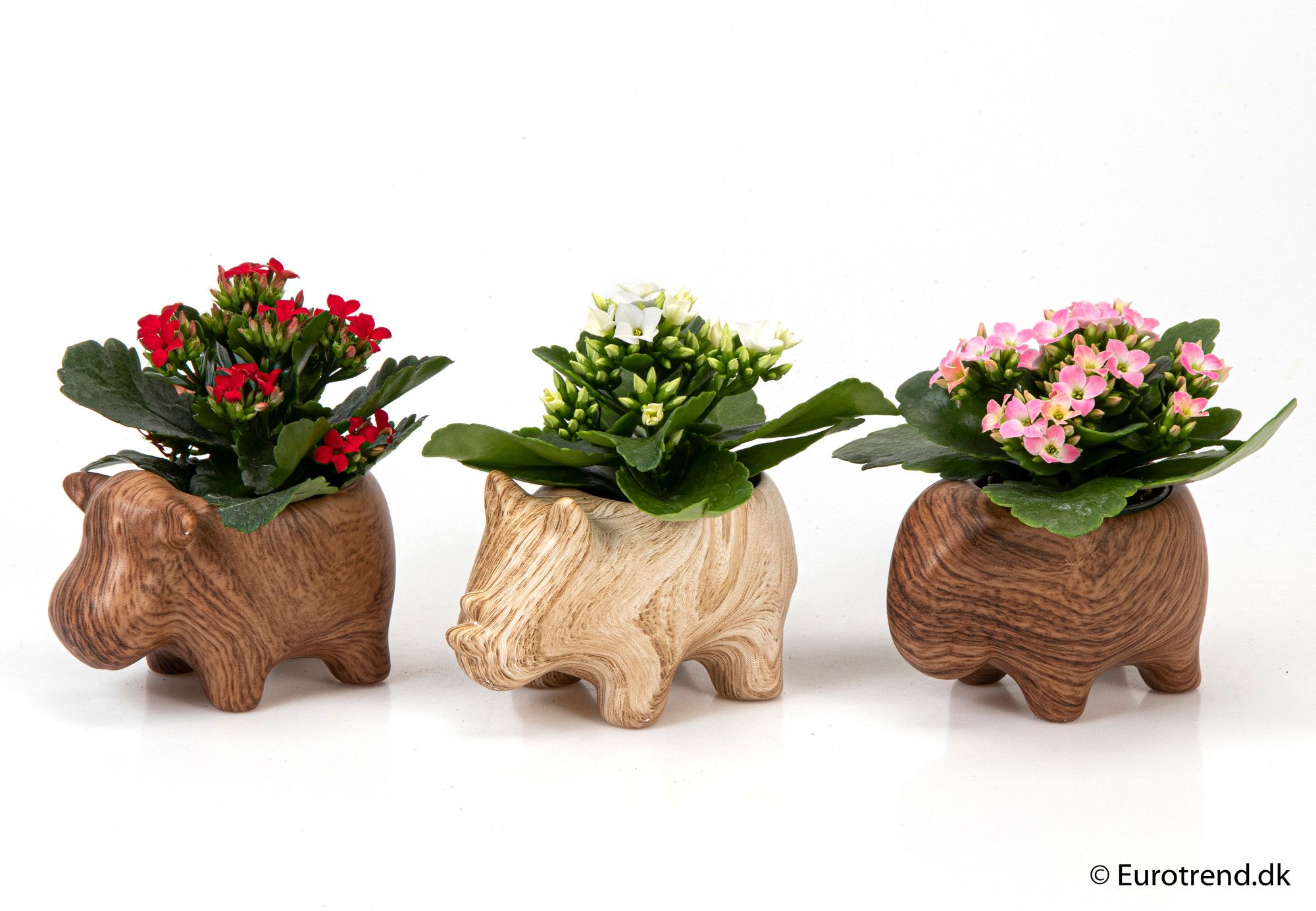 Kalanchoe in animal treelook ceramic - New Look 2025, D 6